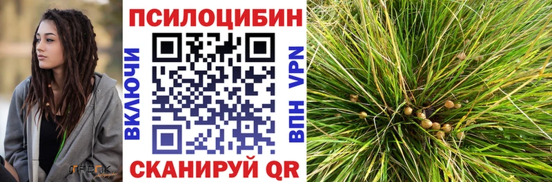 закладки  Валдай  Псилоцибиновые грибы Cubensis 